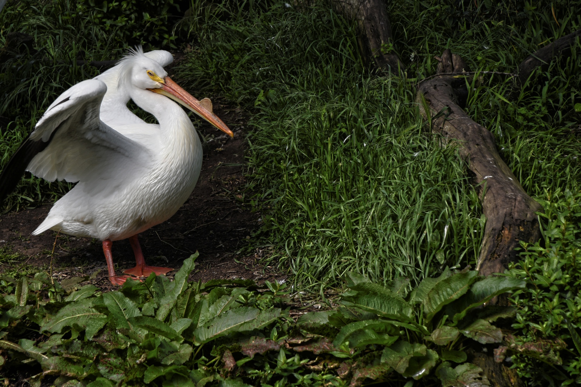 Witte pelikaan