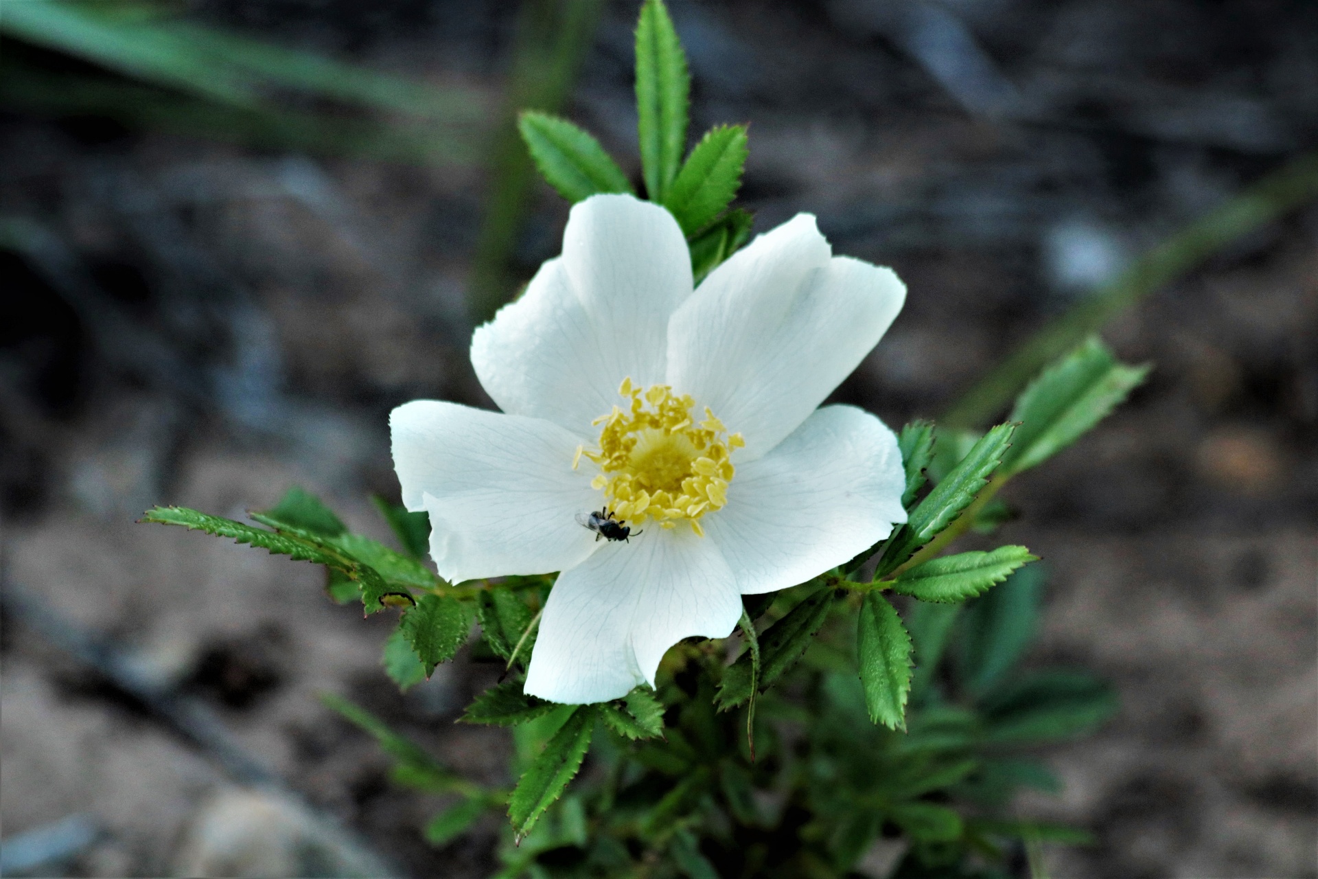 Witte Prairie Rose Wildflower