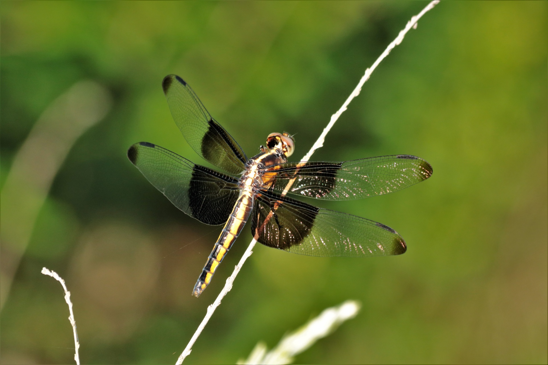 Skimmer Widow Dragonfly Femme