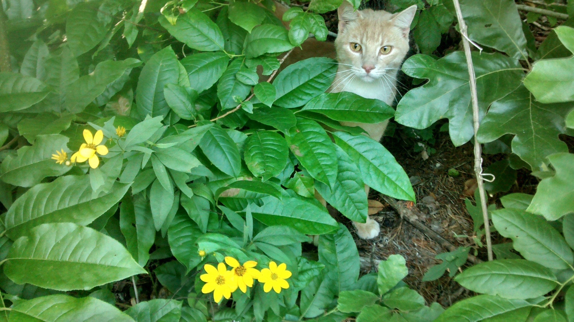Wilde bloemen en katten