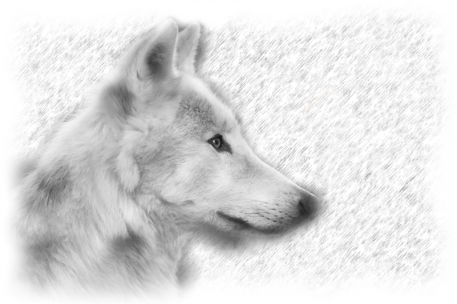 Wolf Portret Illustratie