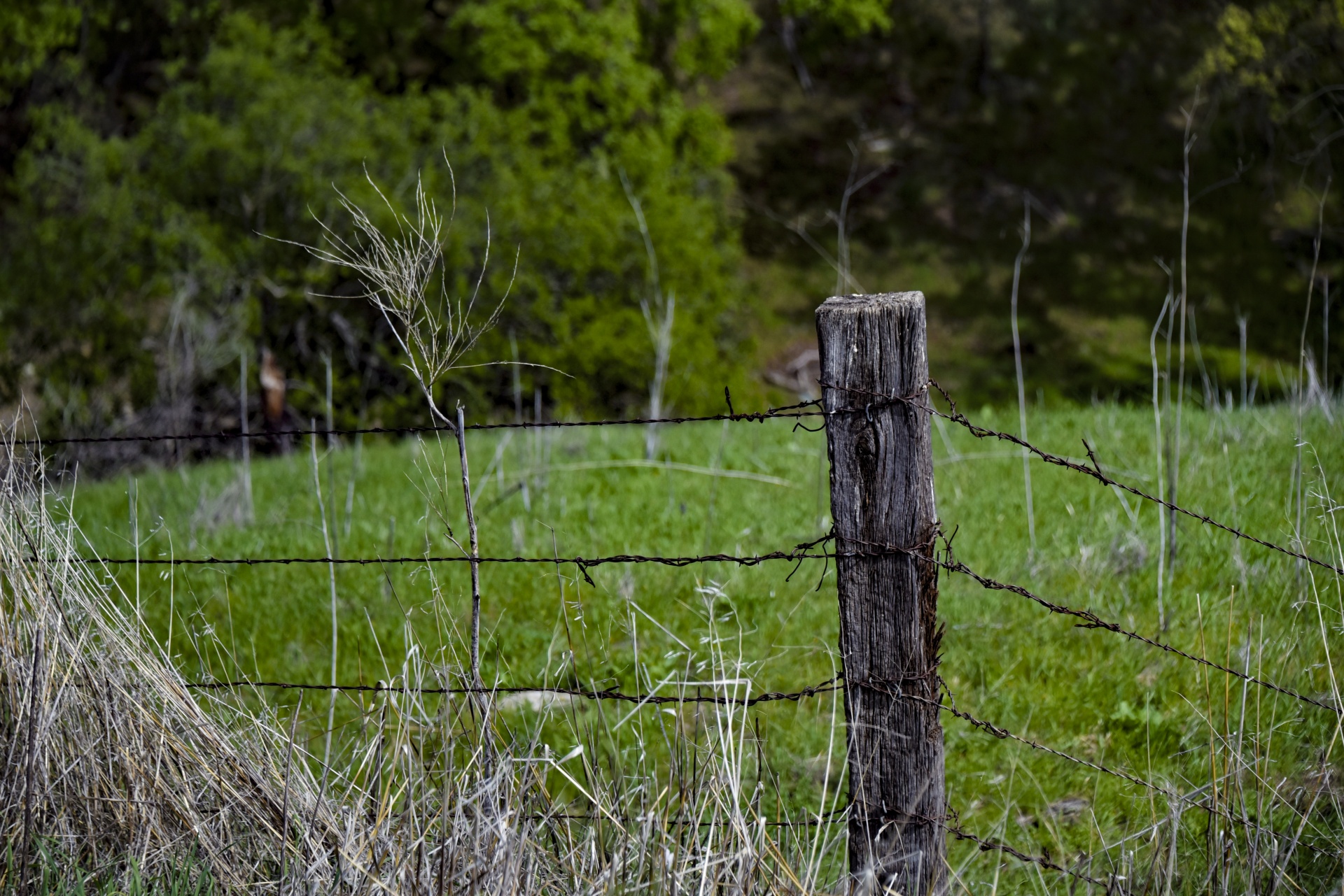 Wood Fence Post