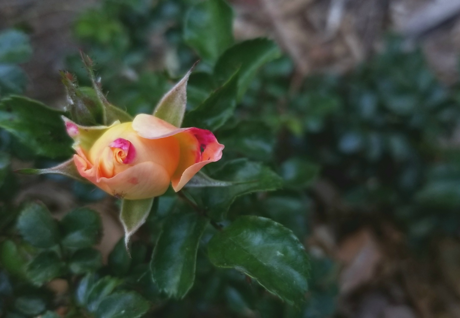Gele en roze Rosebud