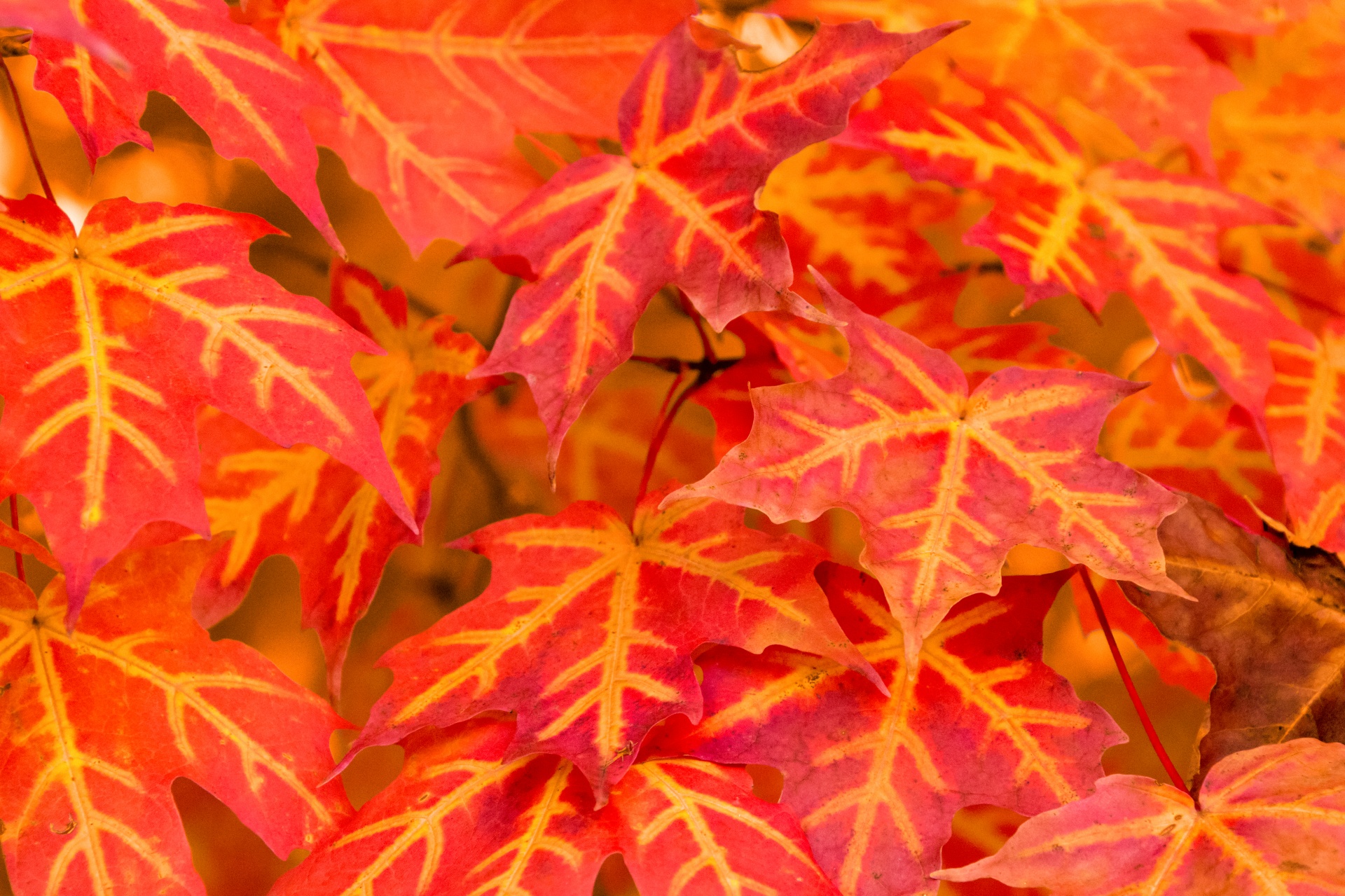 Gele en rode bladeren