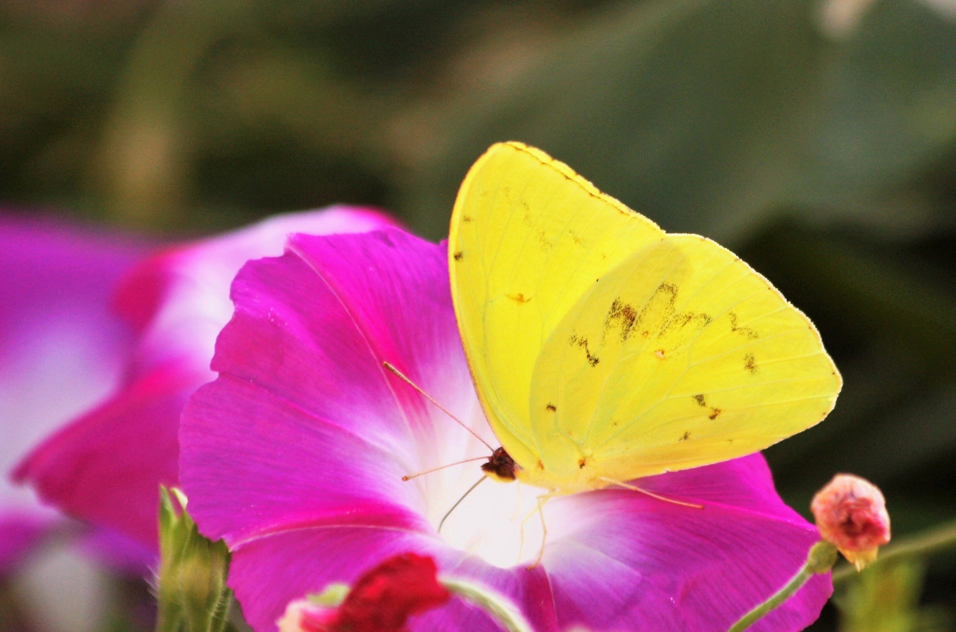 Mariposa amarilla en flor morada