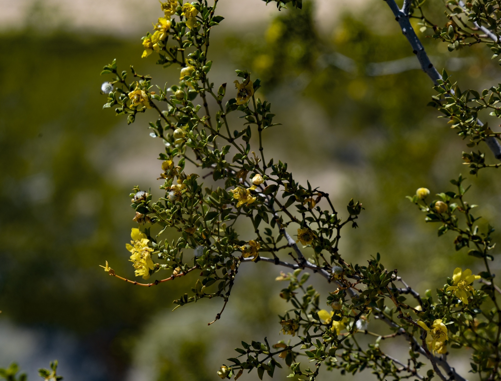 黄色的杂酚树