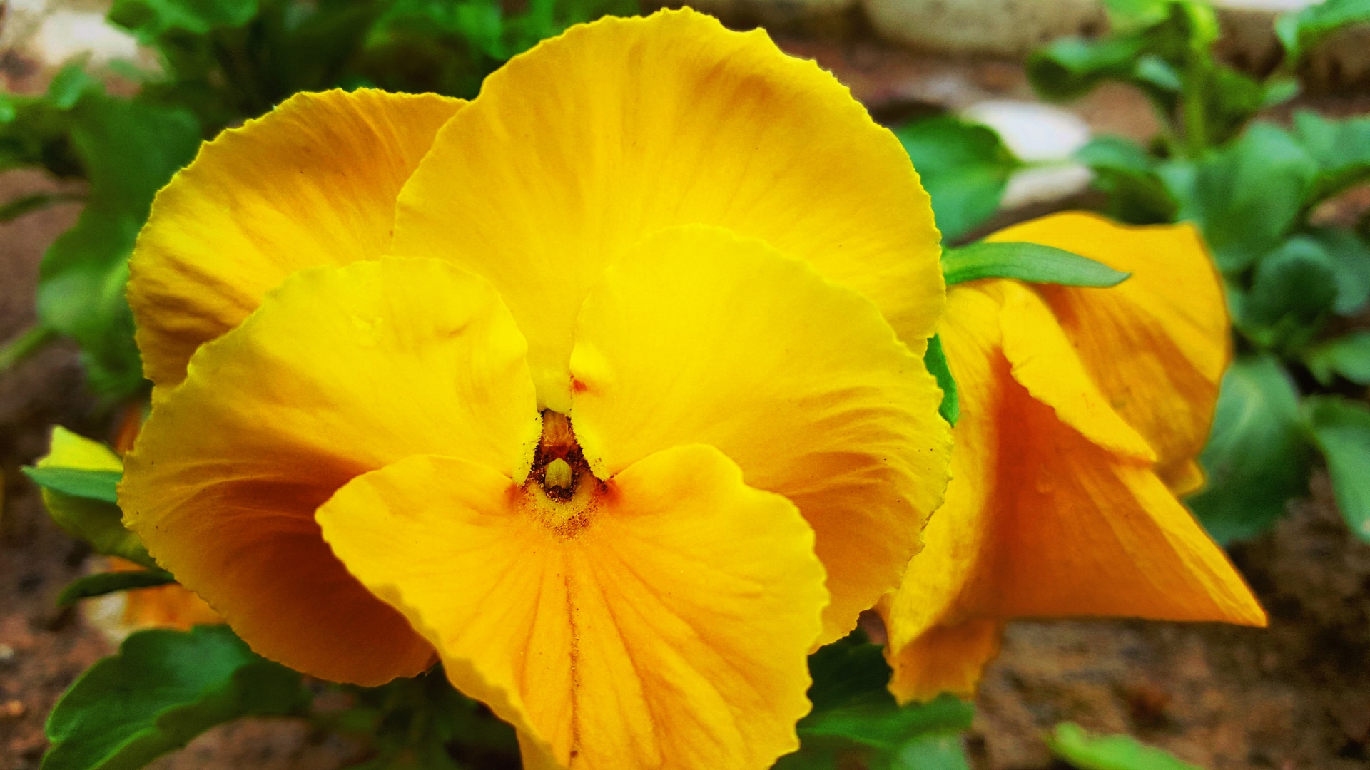 Gele bloemfotografie