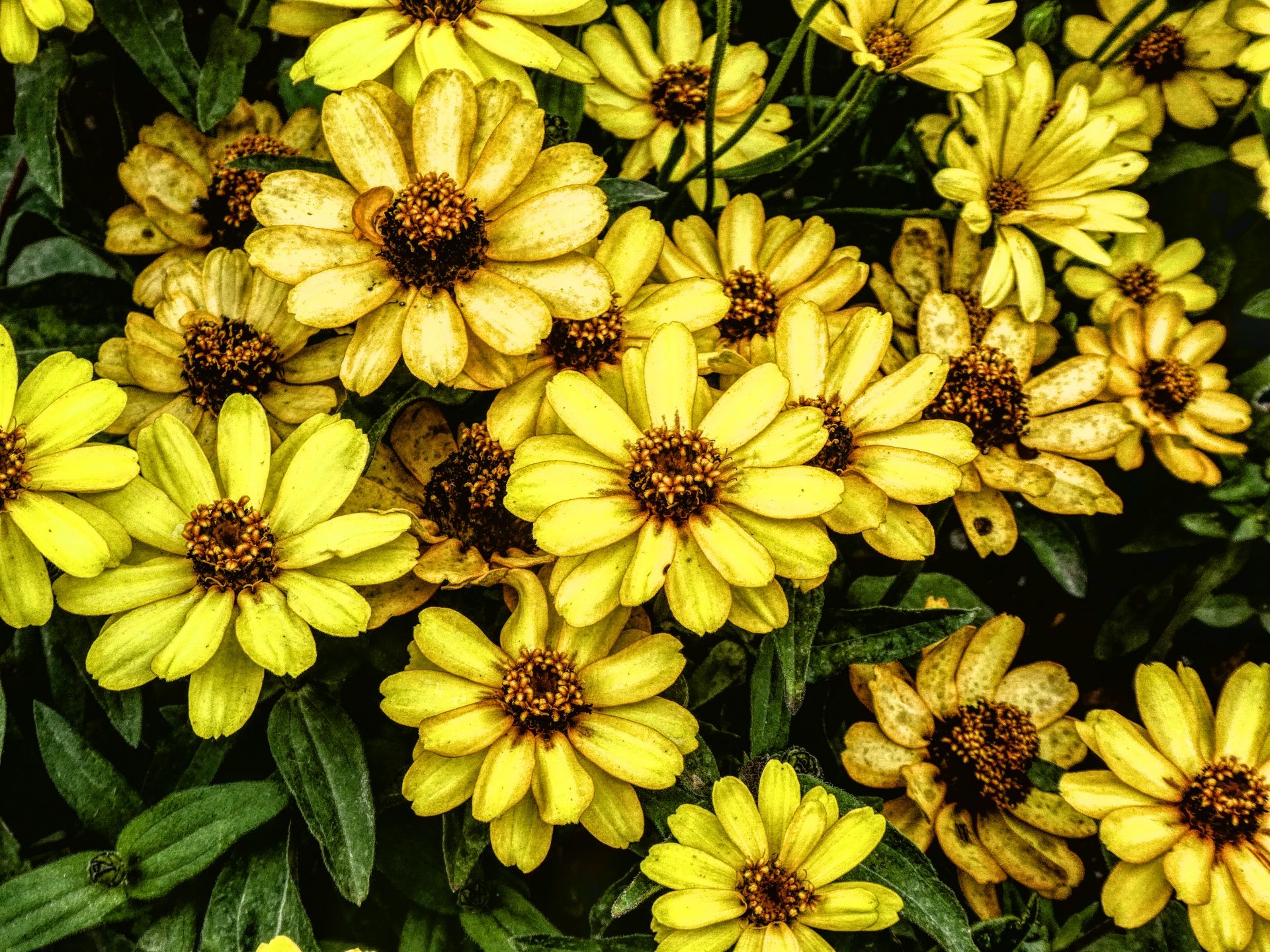 Gele bloemen achtergrond
