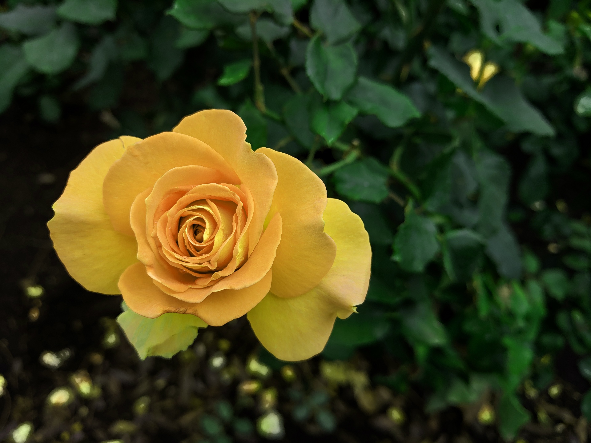 Gele Gardenia-bloem