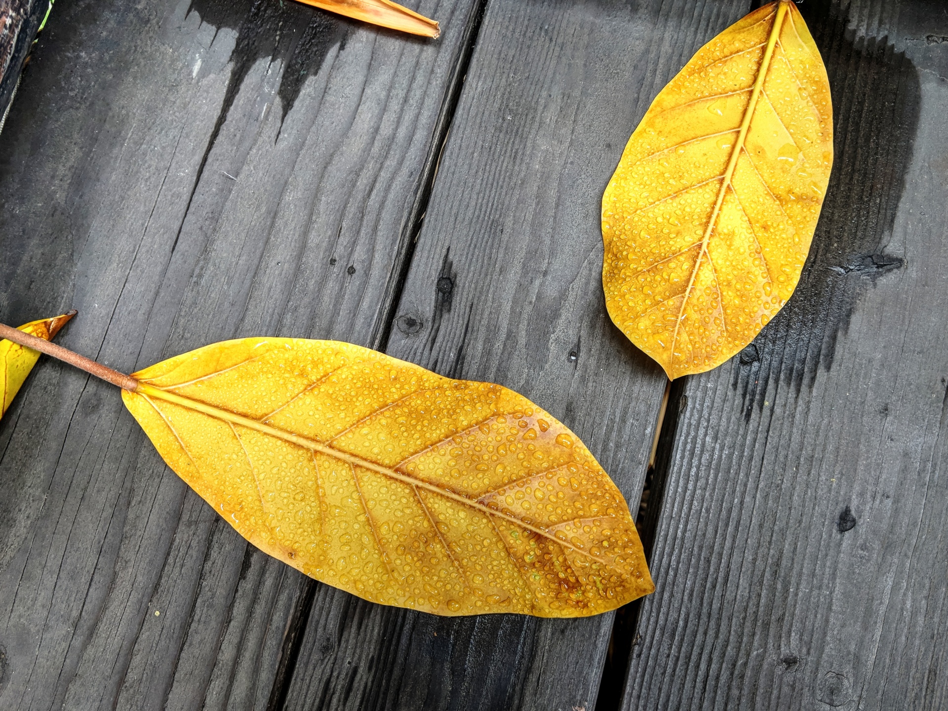 Gele bladeren op houten vloer
