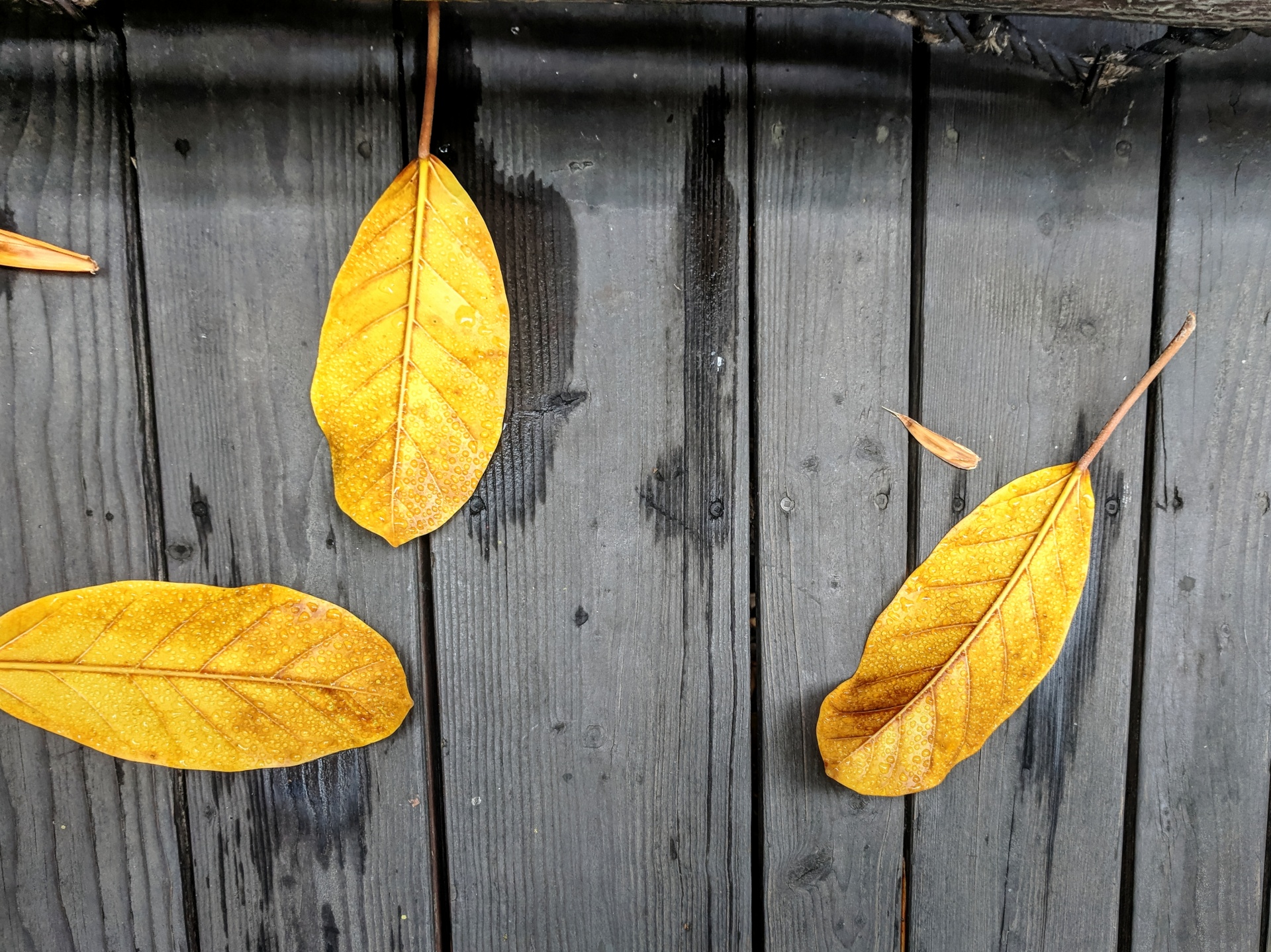 Gele bladeren op houten terras