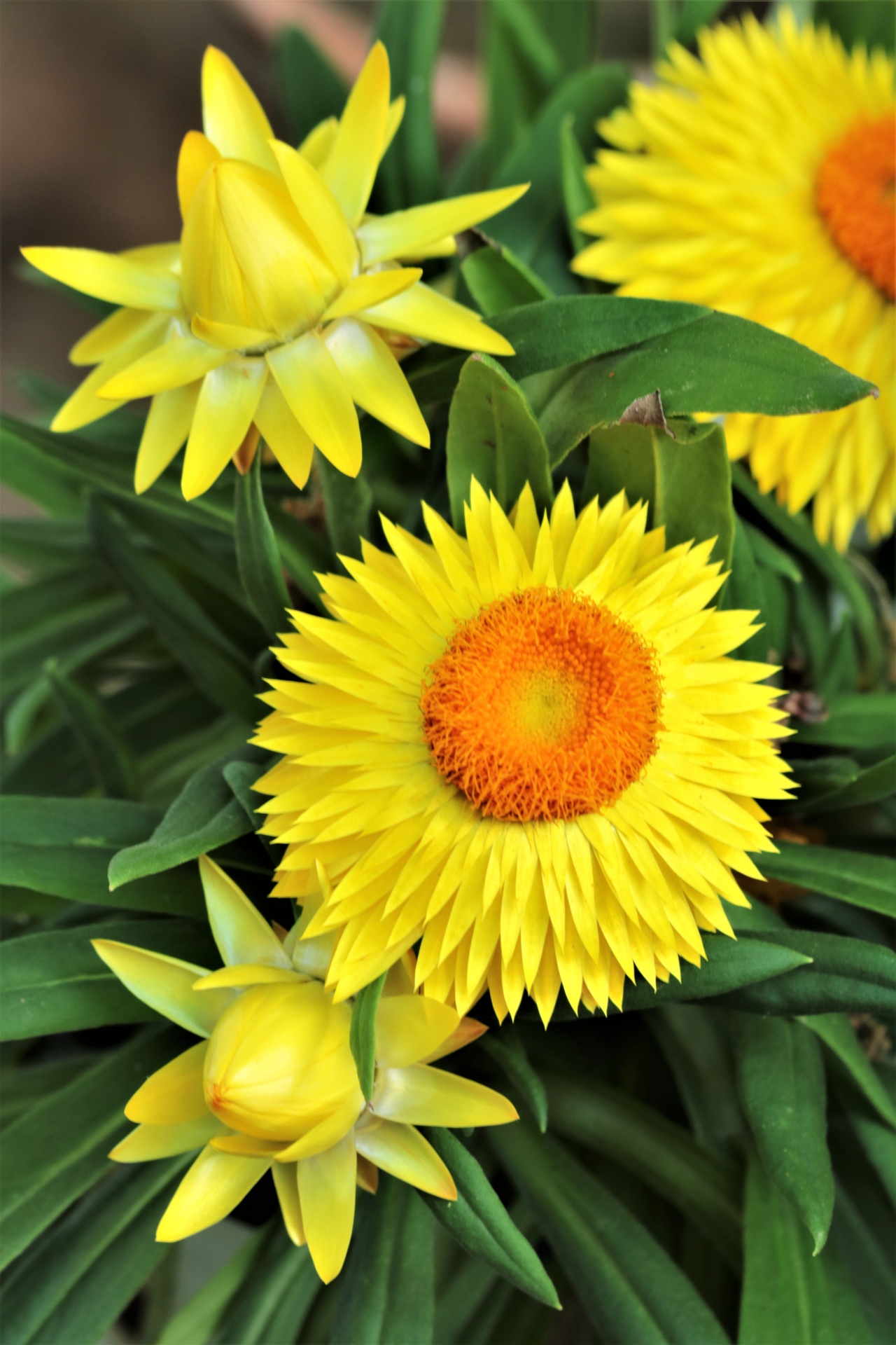 黄色秸秆花和芽