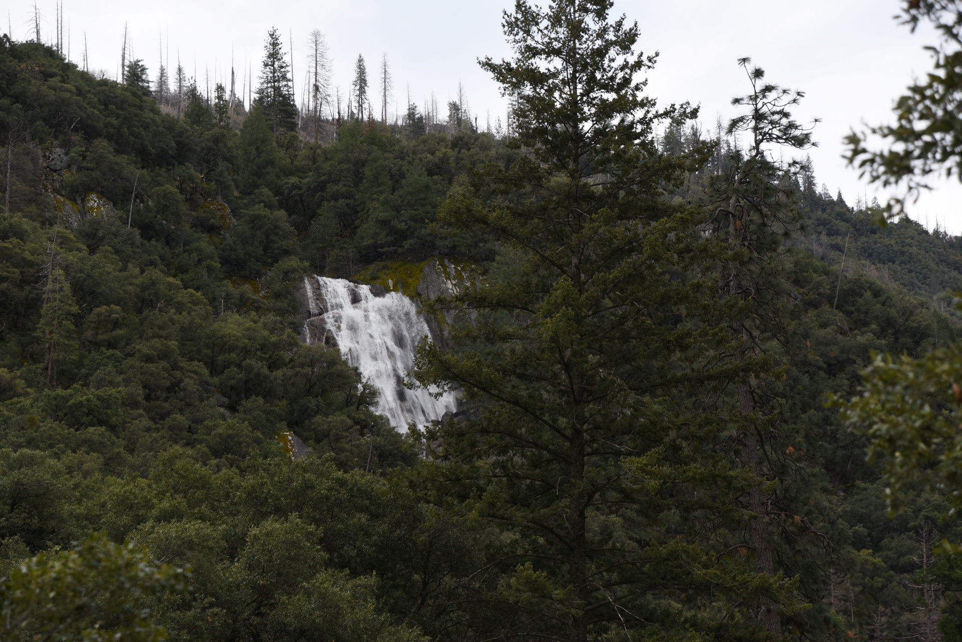 Yosemite waterval en bomen