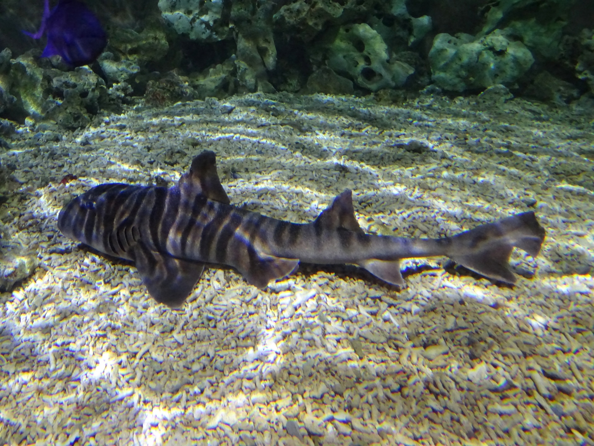 斑马角鲨