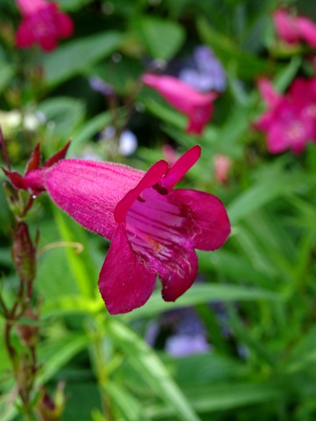 Flores de verano de forma de campana Stock de Foto gratis - Public Domain  Pictures