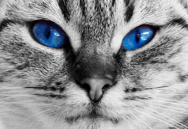 Cat Blue Eyes Free Stock Photo - Public Domain Pictures
