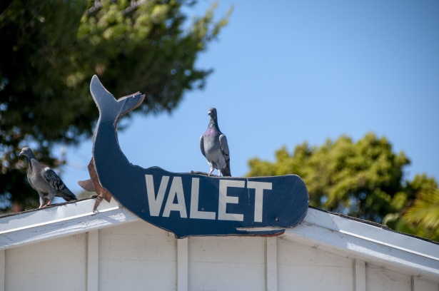 Funny Pigeon Valet Sign Free Stock Photo - Public Domain Pictures