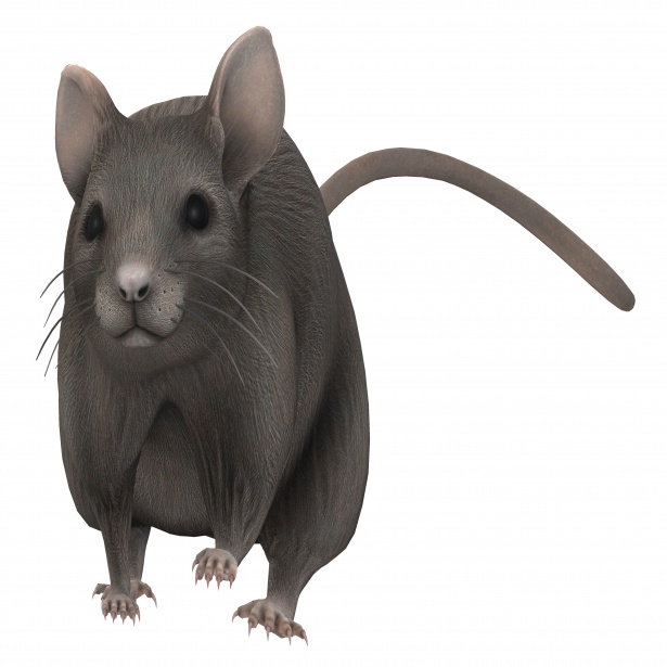 Grey Mouse Free Stock Photo - Public Domain Pictures