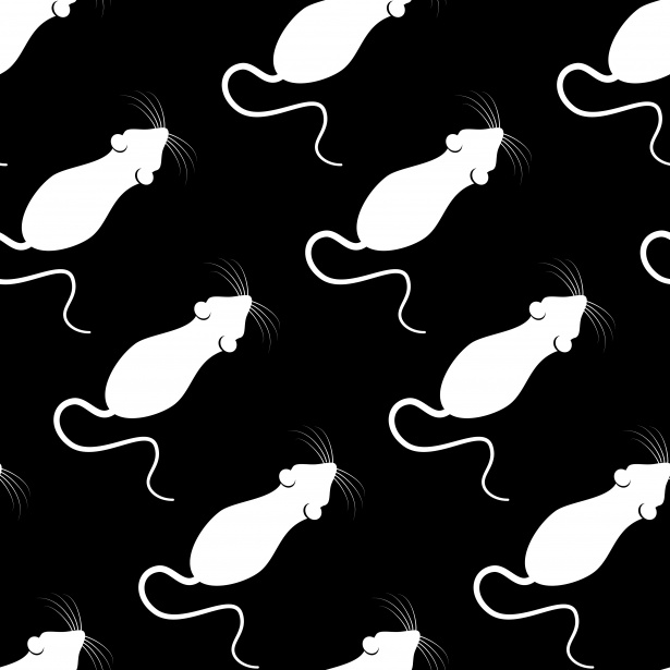 Mouse Wallpaper Background Free Stock Photo Public Domain Pictures
