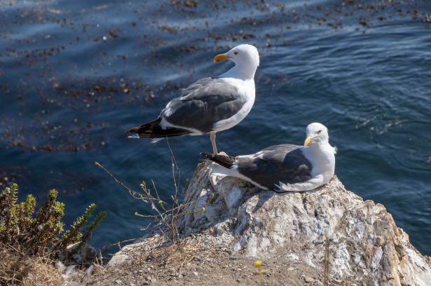 pair-of-seagulls-1534728684P5E.jpg