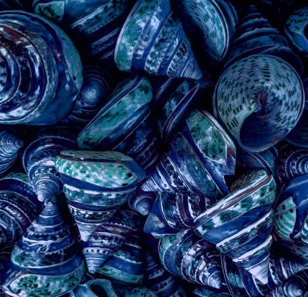 blue seashell wallpaper