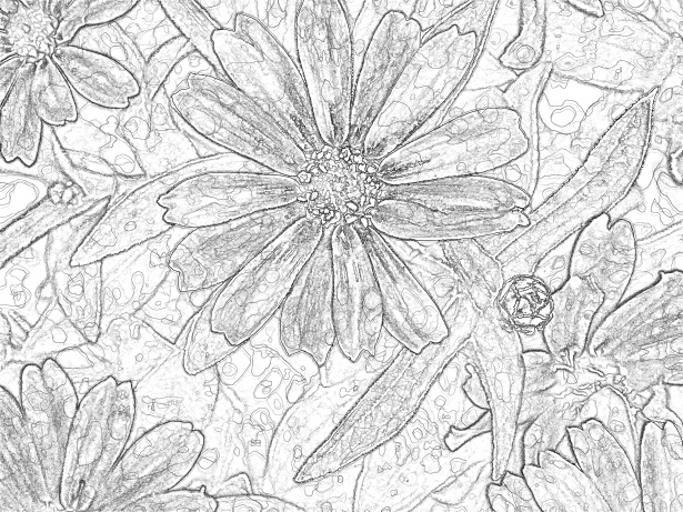 Bosquejo flores blancas negras Stock de Foto gratis - Public Domain Pictures