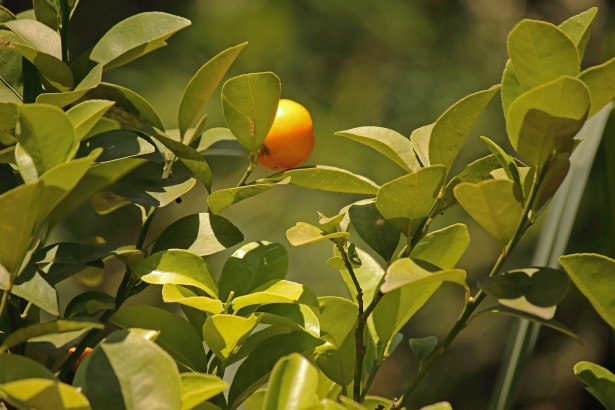 small-round-ripe-orange-fruit.jpg