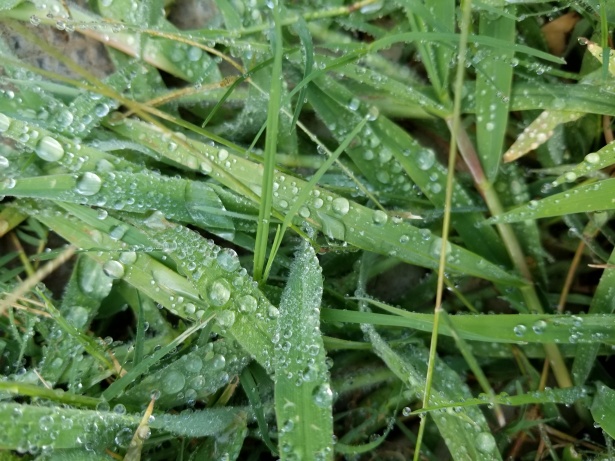 water-droplets-on-leaves-1534182771qs0.jpg