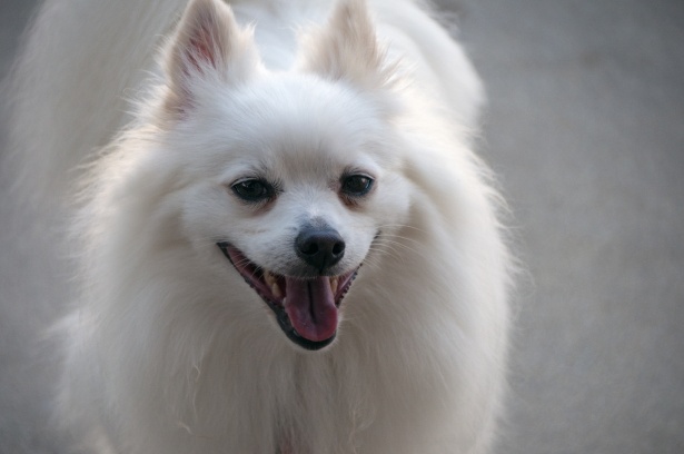 White Pomeranian Dog Free Stock Photo - Public Domain Pictures