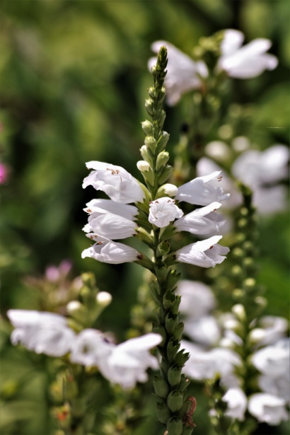 白いサルビアの花クローズアップ 無料画像 Public Domain Pictures