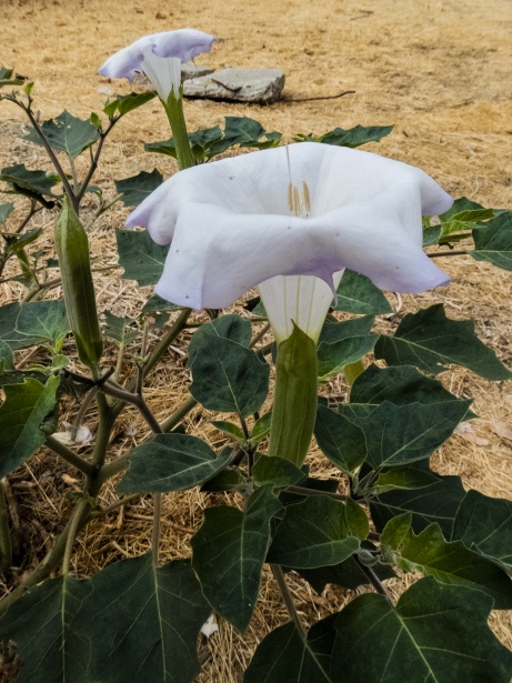 Fleur de trompette blanche Photo stock libre - Public Domain Pictures