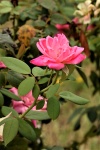 Een enkele roze roos