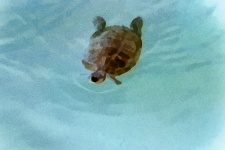 Abstract Turtle Swimming
