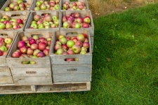Appels in dozen