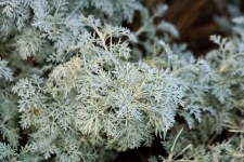 Artemisia Plant Close-up
