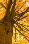 Face de l'arbre d'automne