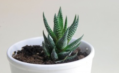 Baby Cactus Plant In White Pot