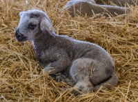 Baby Goat in Hay