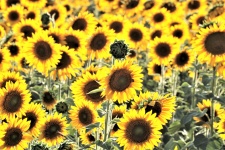 Back Lit Sunflowers In Field