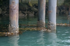 Barnacles On Pier