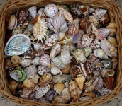 Basket Of Assorted Seashells