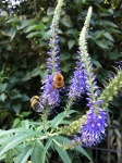 Biene und Blumen