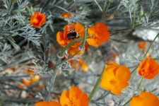 Bee in Poppy Flower