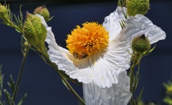 Bee on poppy tree flower