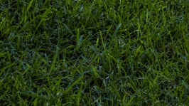Bermuda Grass Background