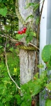Berries And Vines On A Fencepost