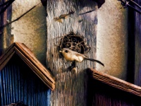 Bird and Bird's Nests Painted