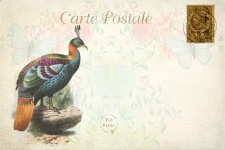Ptak Egzotyczne Vintage Pocztówka