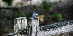 Ptak na drewnianej post