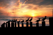 Bird Silhouette Sunset Beach